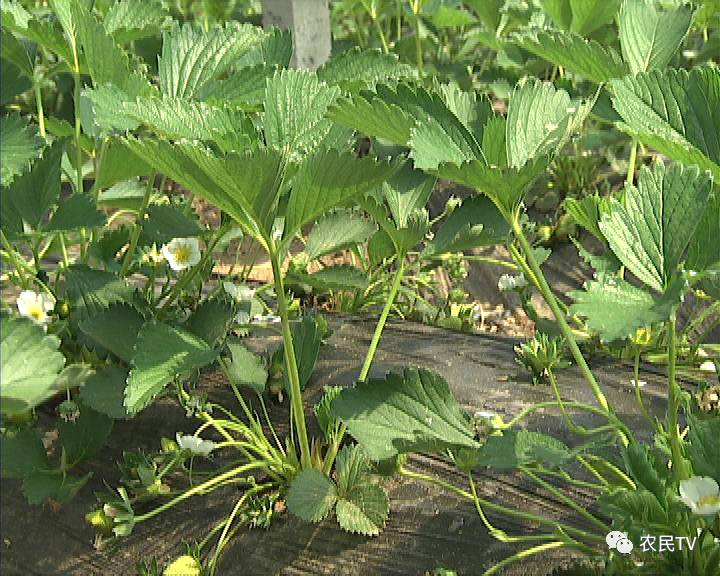 GL百合车车好快的车车 好快让人在短时间内获得满足