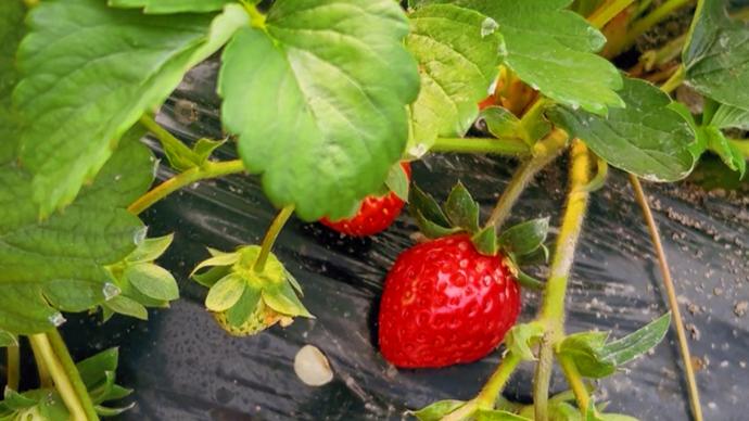 一同看彩虹正版官网2023