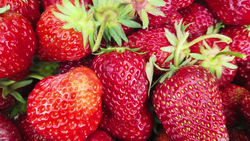 困困-狗 困困狗想睡觉的困困狗样子