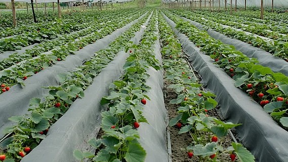 九色精品视频在线观看