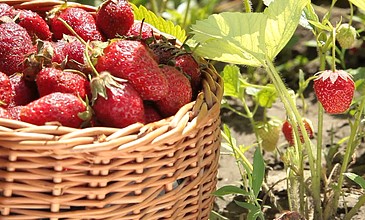 comatzze播放 这很可能是播放一个拼写错误