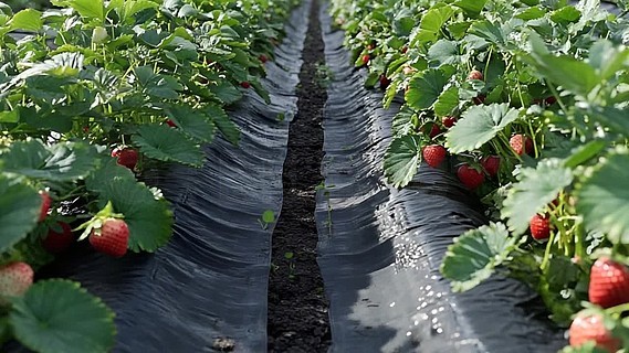 久久久久精品香蕉免费看