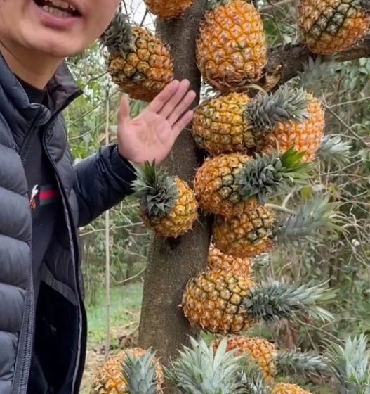 小马拉大车伦理视频