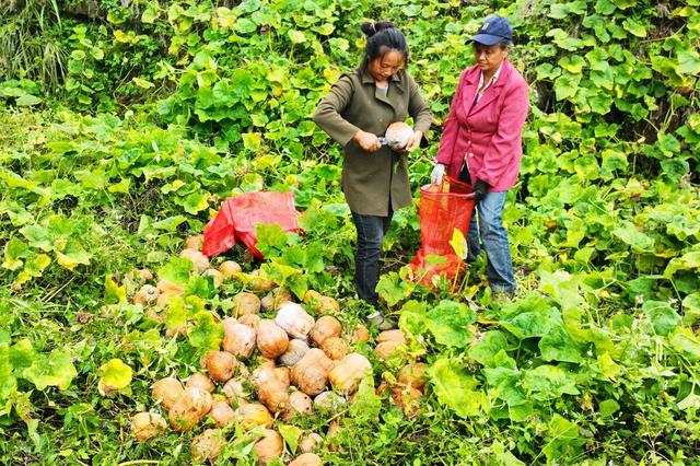 2333动漫 当动画出现搞笑情节时