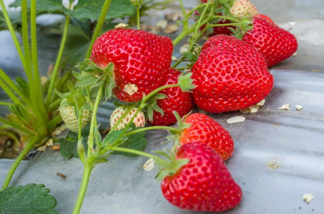 谁是被害者在线观看 只是被害有时候我在想