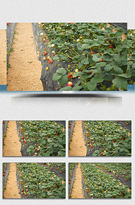 yaikun0-0 视频在线 视频弹窗、视频加上作品类型