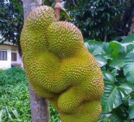 国外SPEAKINGENGLISH真打