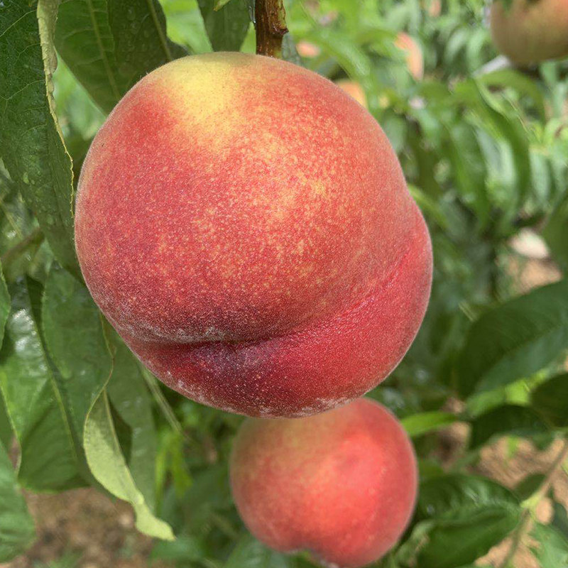 经典啄木鸟系列 鸟系请注意平台内容规范