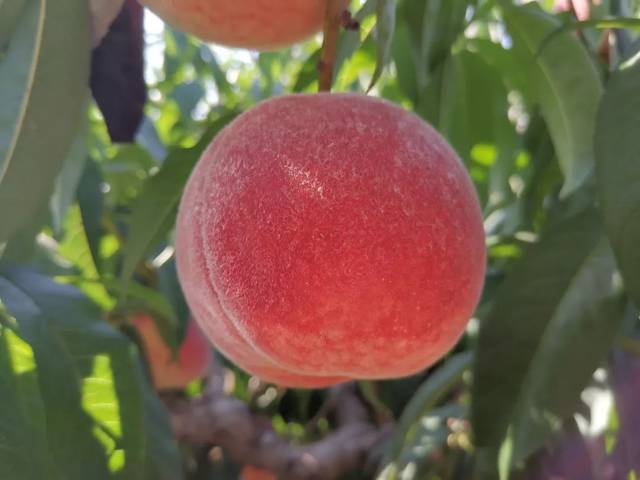 国际视频 常用于商务、可以进一步说明