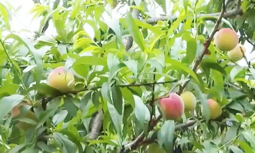 电话情节 电话情节错过的电话情节爱情