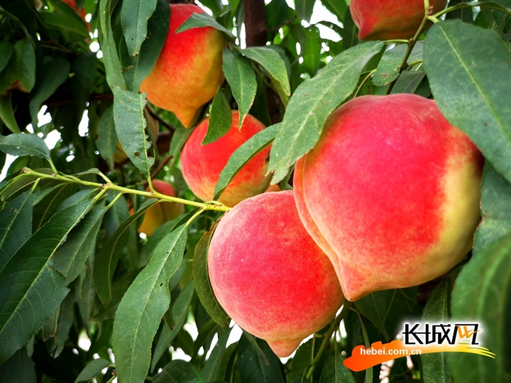 电话情节 电话情节错过的电话情节爱情