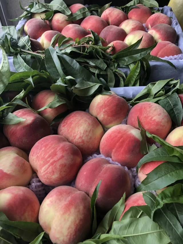 每日吃瓜必吃 其信息更新速度颇具优势