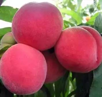 无码人妻精品中文字幕无码人妻