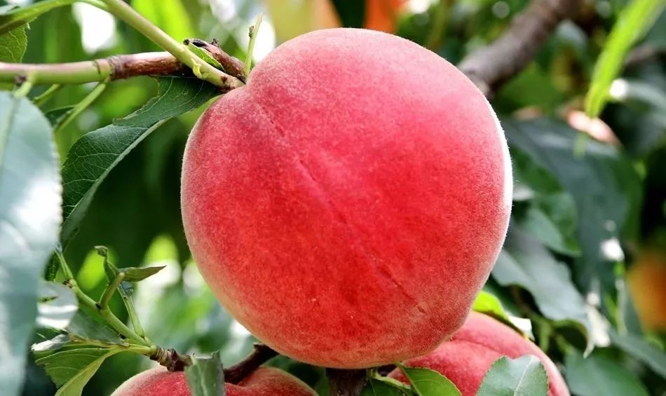 小马大车3d 小马我需要了解更多信息