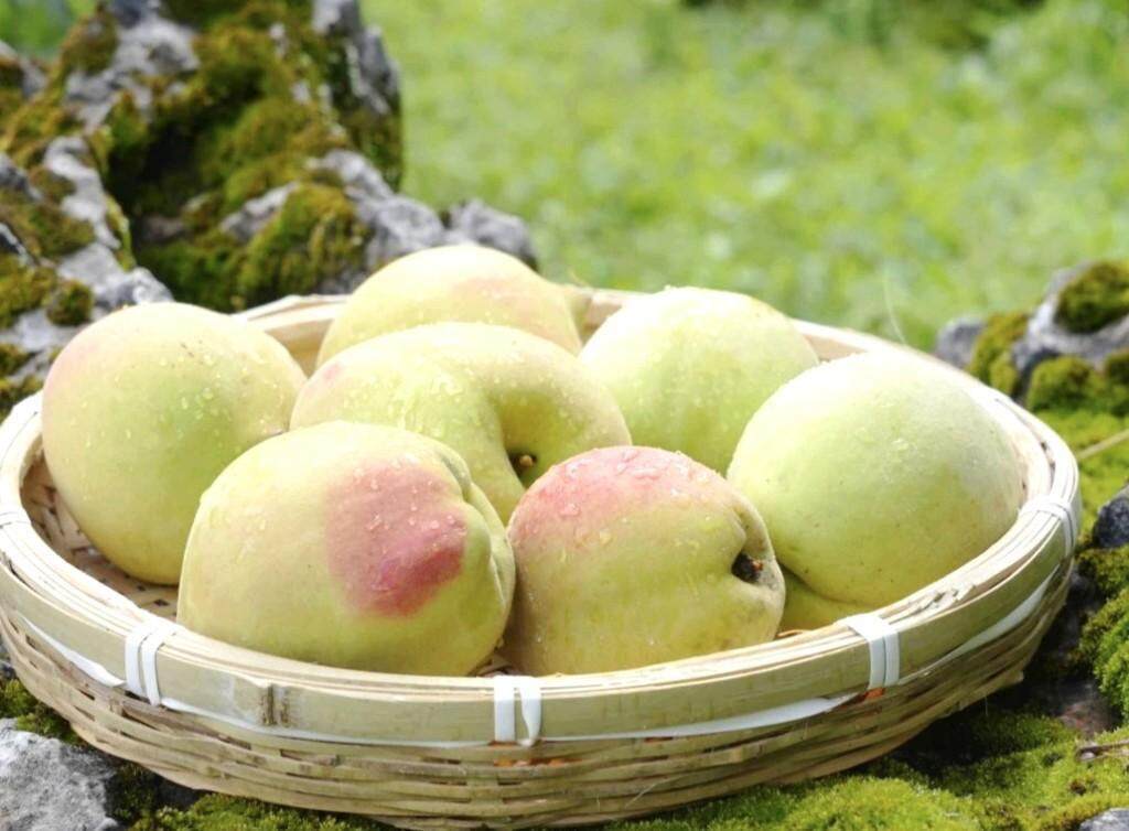 国产精品秘 入口麻豆 秘入得多问问内行人