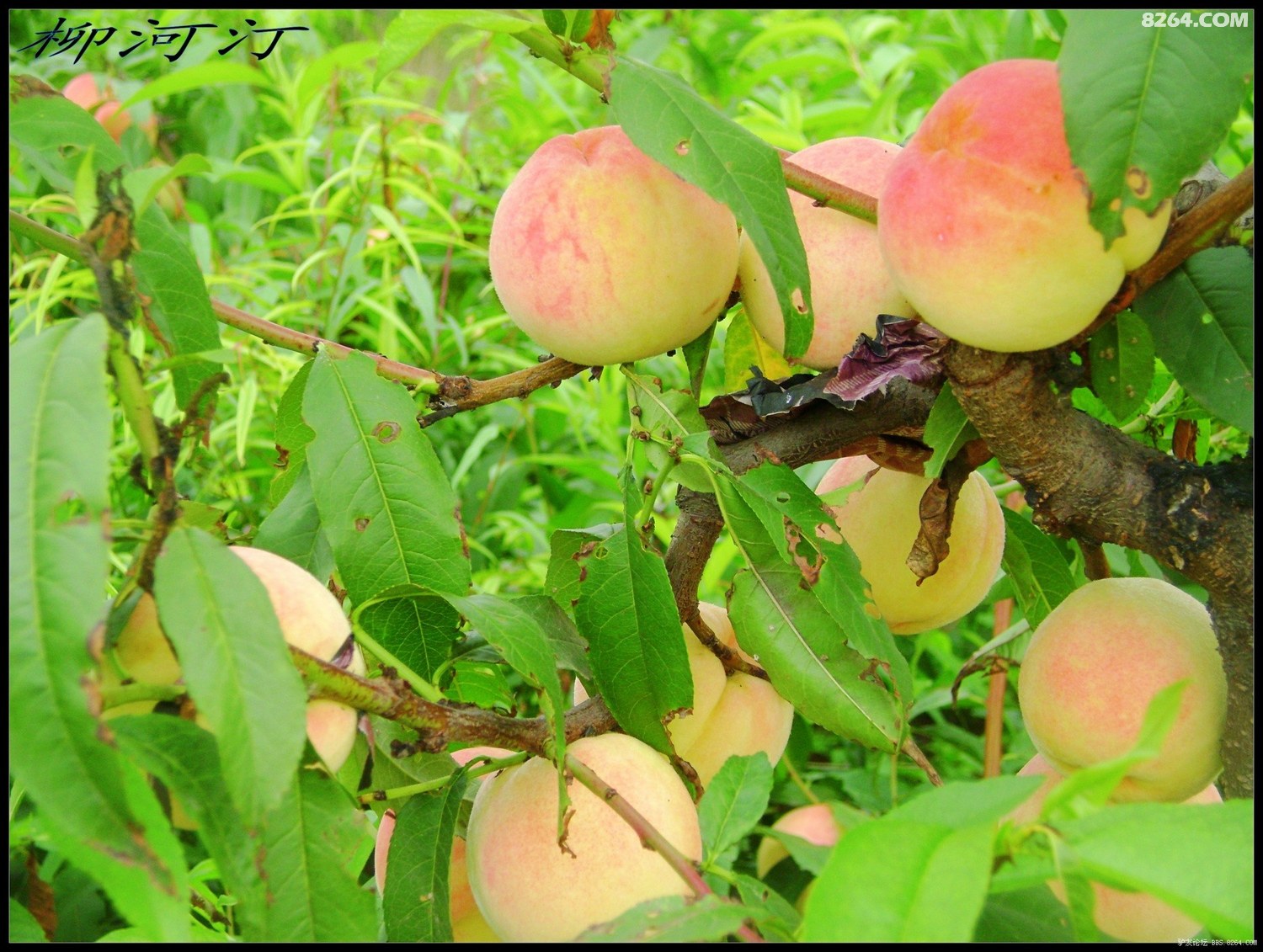 司马耽美动画里番