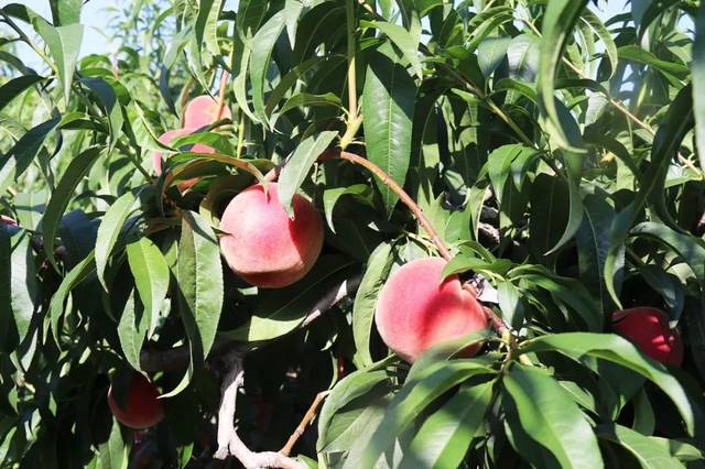 无限tubshsn 流媒体、无限资源下载