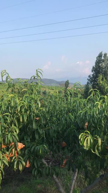 国产精品无码AV无码国产AV片