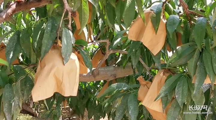 国产精品无码AV无码国产AV片 这些平台往往会定期清理