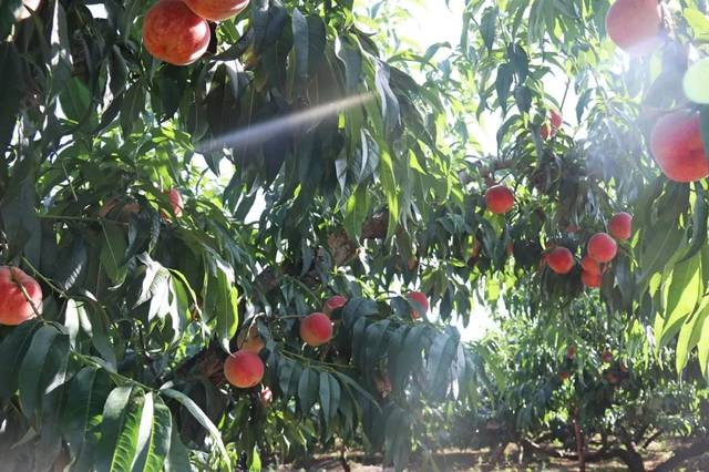 每日吃瓜汇总 每条资讯仅保留核心“瓜点”