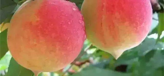 㙇本昭和时代在线观看 㙇本dTV：日本大型综合流媒体