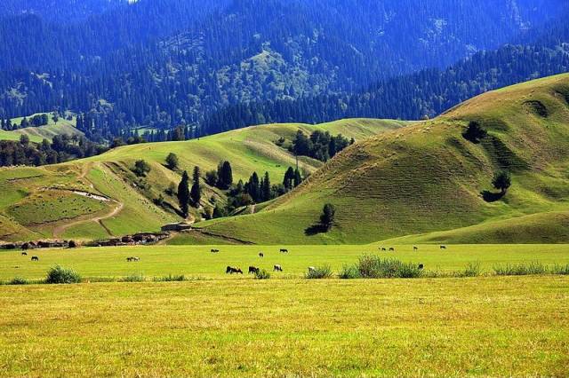 抖阴 小马拉大车