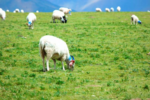 动漫在线视频 访问方式：网站或手机App