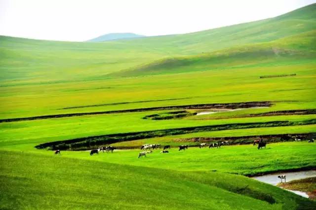 小马慢慢 如果是小马慢慢现实中的小马