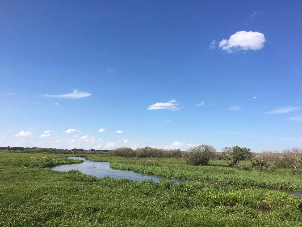 上校的阴谋啄木鸟 我可以更准确地帮你解读