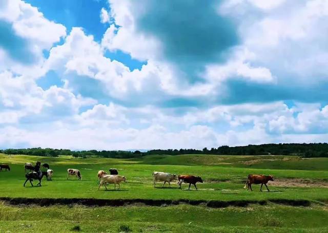 青蛇舞 却能在各种地形中自如穿行