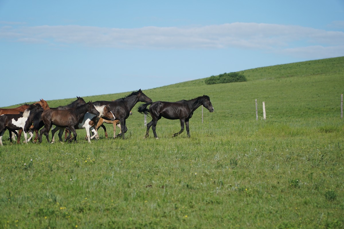 火影忍者系列本子