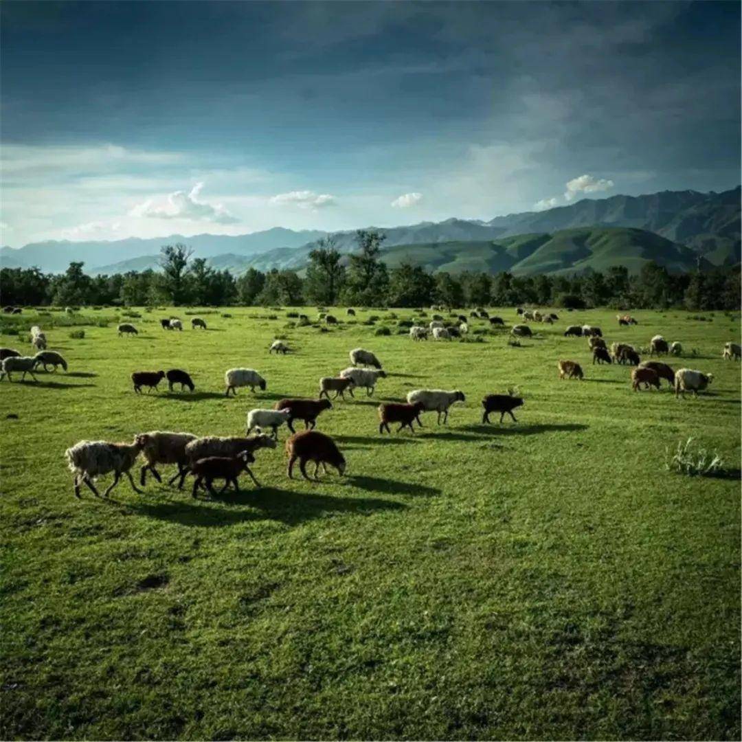 四狐影视无限臀山