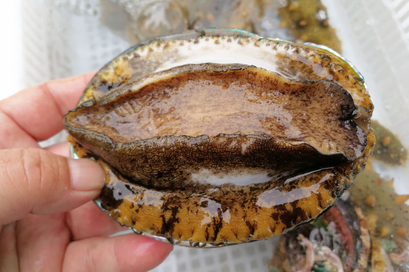 亿同看彩虹小蓝GTV免费下载