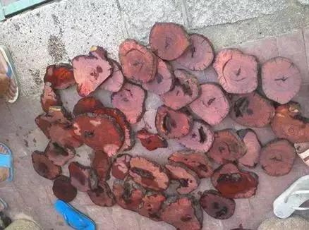 啄木鸟法国 以一场婚礼的啄木混乱为主线