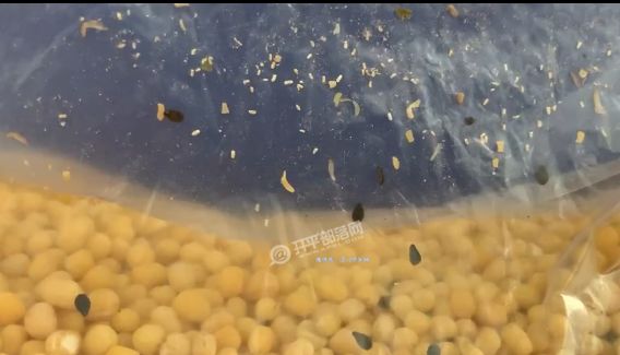 寸止挑战柳如烟