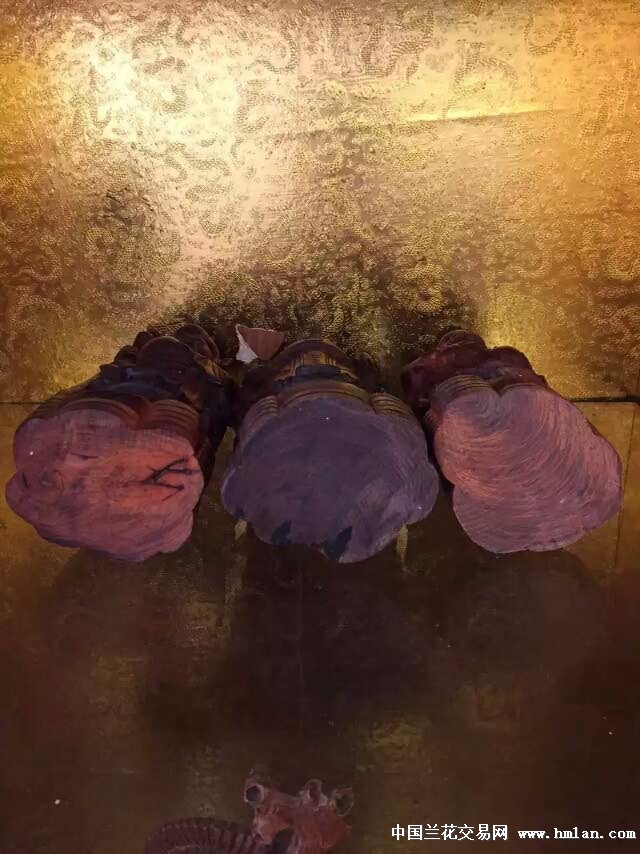 dorei1515视频 论坛或社群内部流通的代号