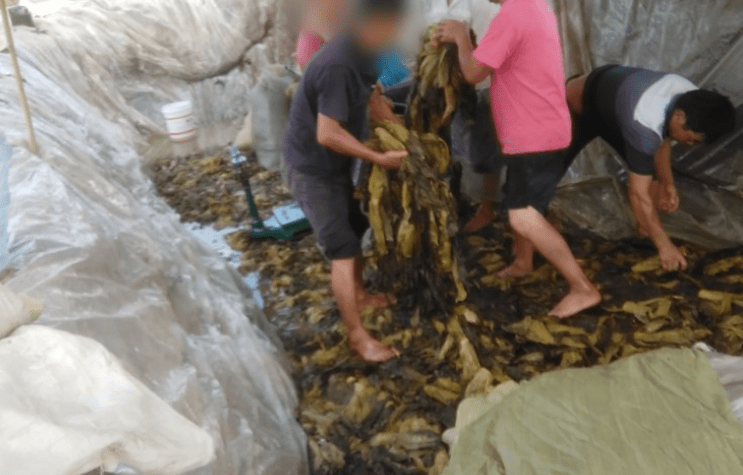 51吃瓜大神在线